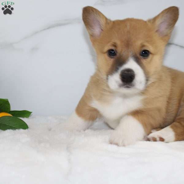 Cody, Pembroke Welsh Corgi Puppy